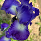 Bearded Iris Live Plant Fan