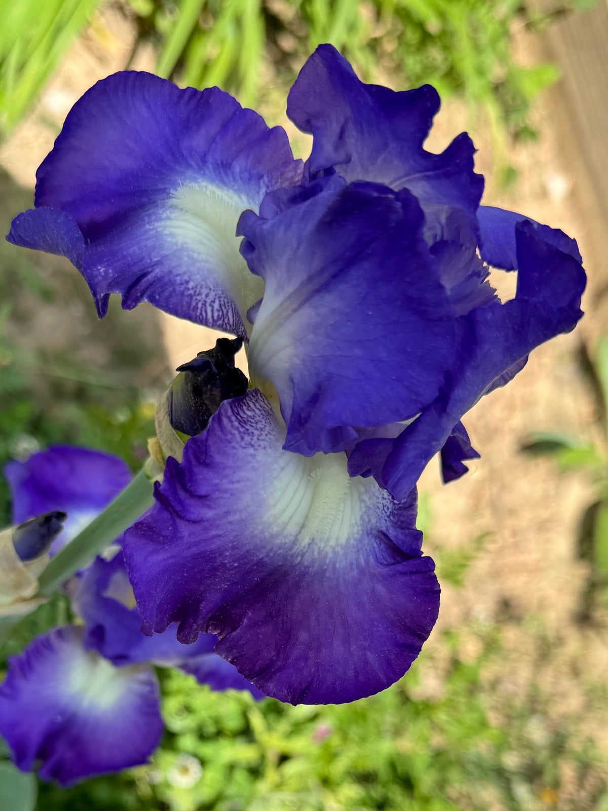 Bearded Iris Live Plant Fan