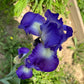 Bearded Iris Live Plant Fan