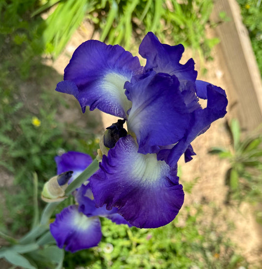 Bearded Iris Live Plant Fan