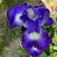 Bearded Iris Live Plant Fan