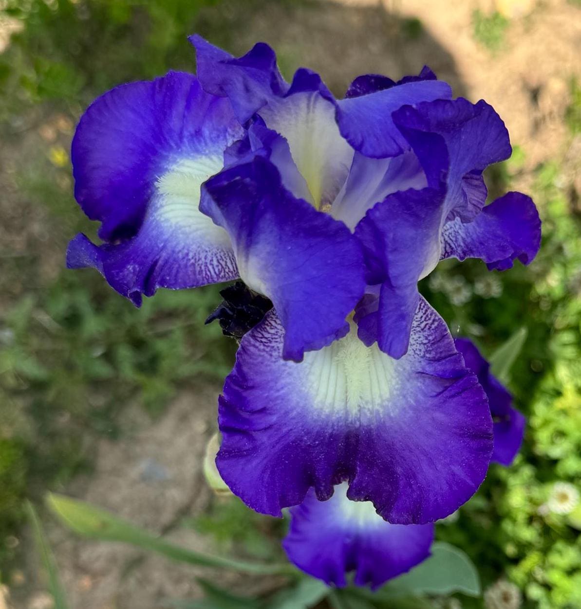 Bearded Iris Live Plant Fan