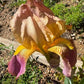 Historic Rameses Bearded Iris Live Plant Fan