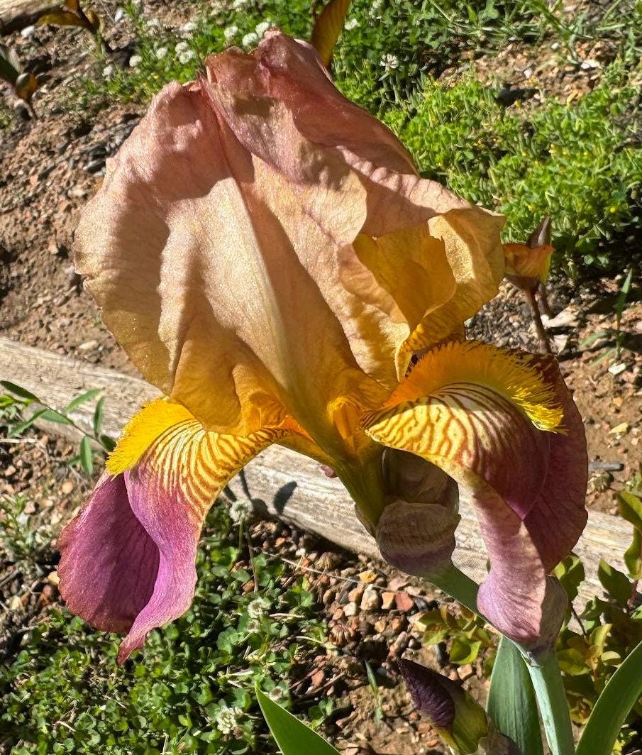 Historic Rameses Bearded Iris Live Plant Fan