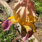 Historic Rameses Bearded Iris Live Plant Fan