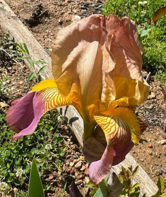 Historic Rameses Bearded Iris Live Plant Fan