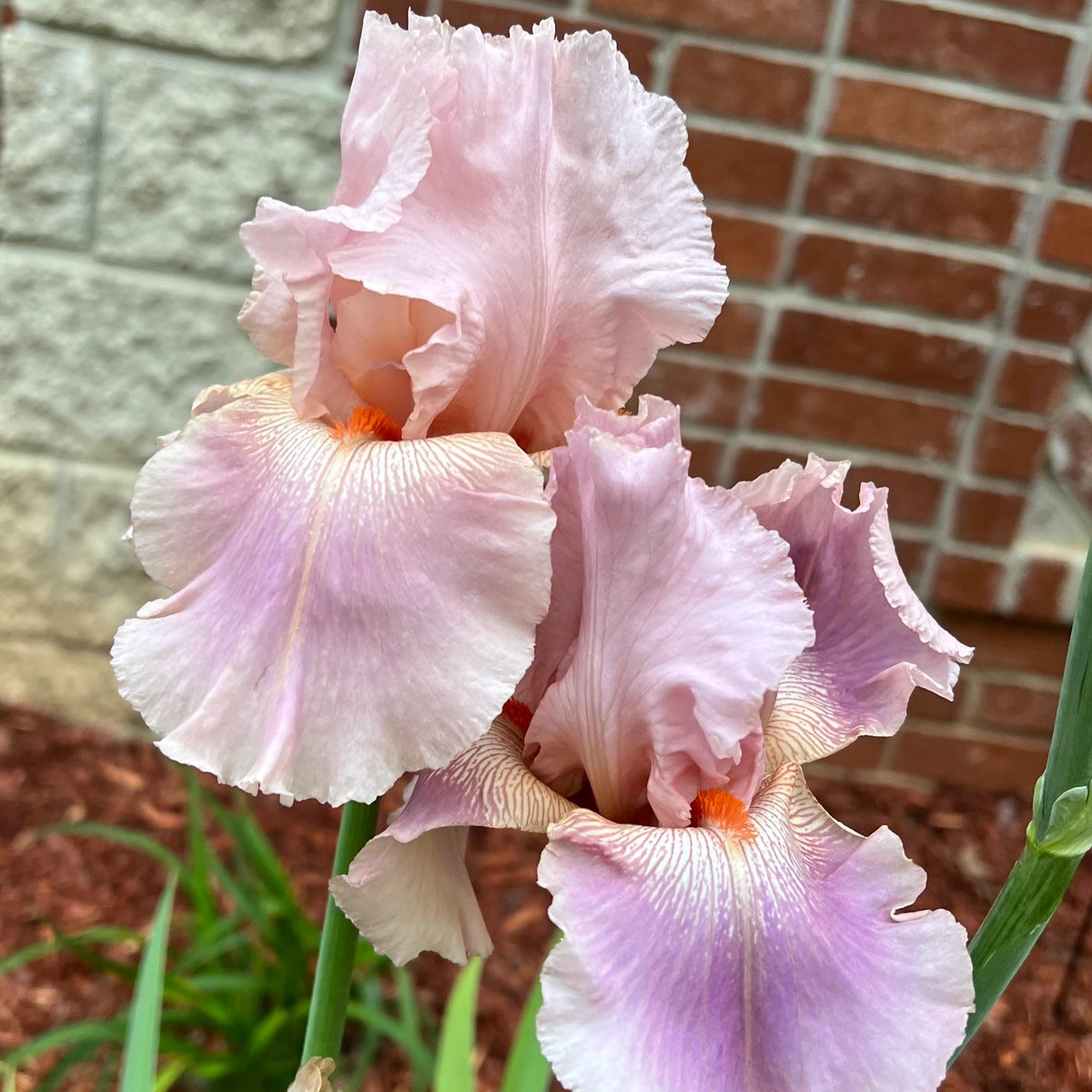 Blush Pink & Lavender Bearded Iris – 1 Live Fan
