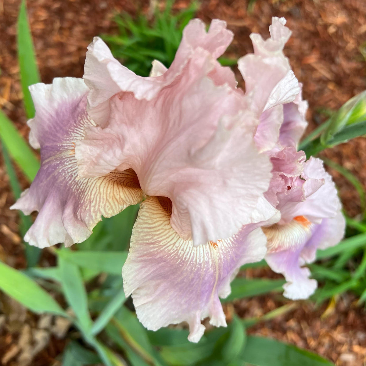 Blush Pink & Lavender Bearded Iris – 1 Live Fan