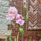 Blush Pink & Lavender Bearded Iris – 1 Live Fan