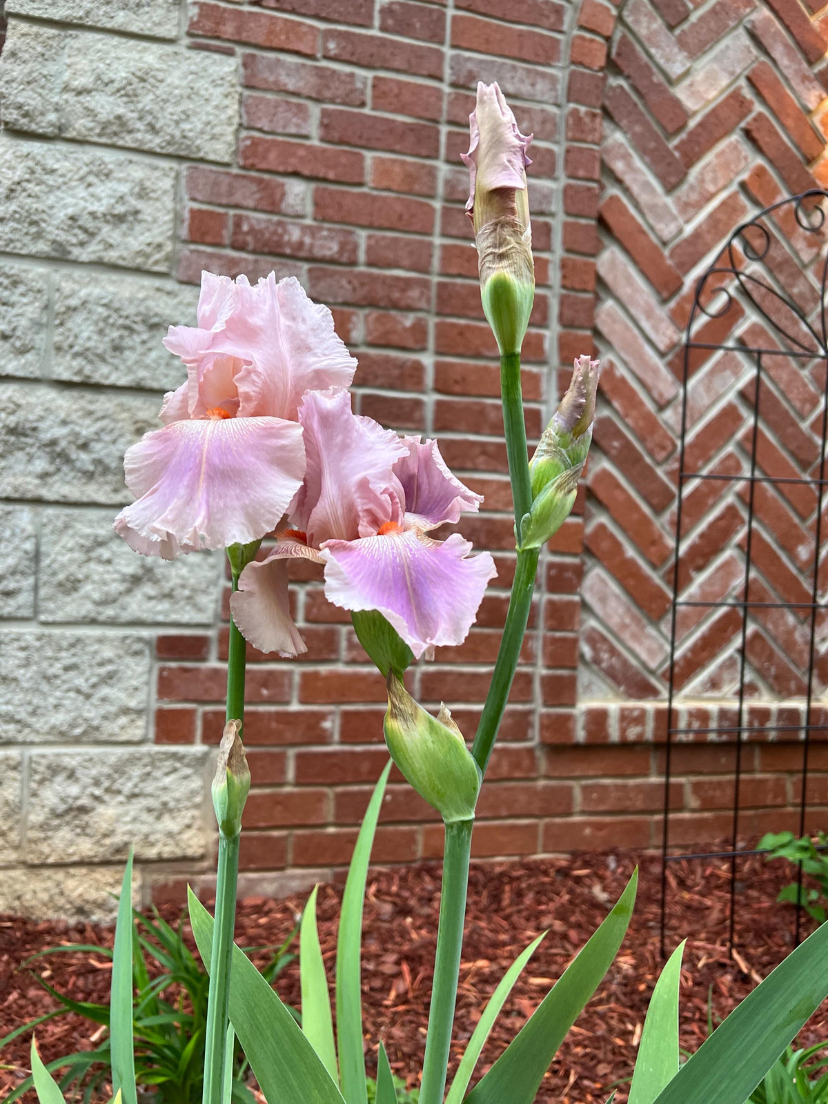 Blush Pink & Lavender Bearded Iris – 1 Live Fan