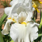 Bearded Iris Live Plant 1 Fan