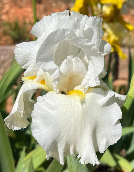 Bearded Iris Live Plant 1 Fan