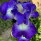 Bearded Iris Live Plant Fan