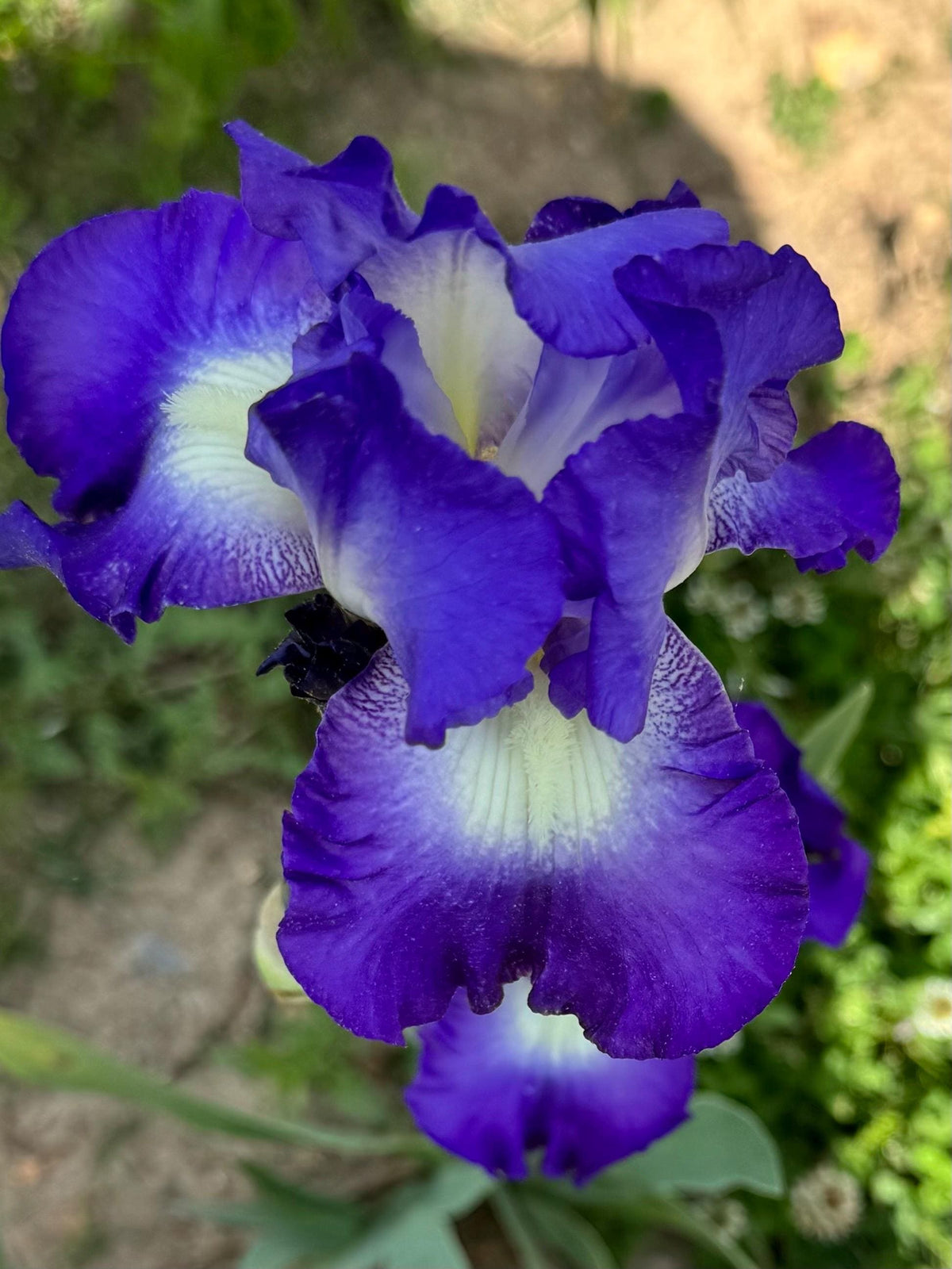 Bearded Iris Live Plant Fan