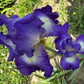 Bearded Iris Live Plant Fan