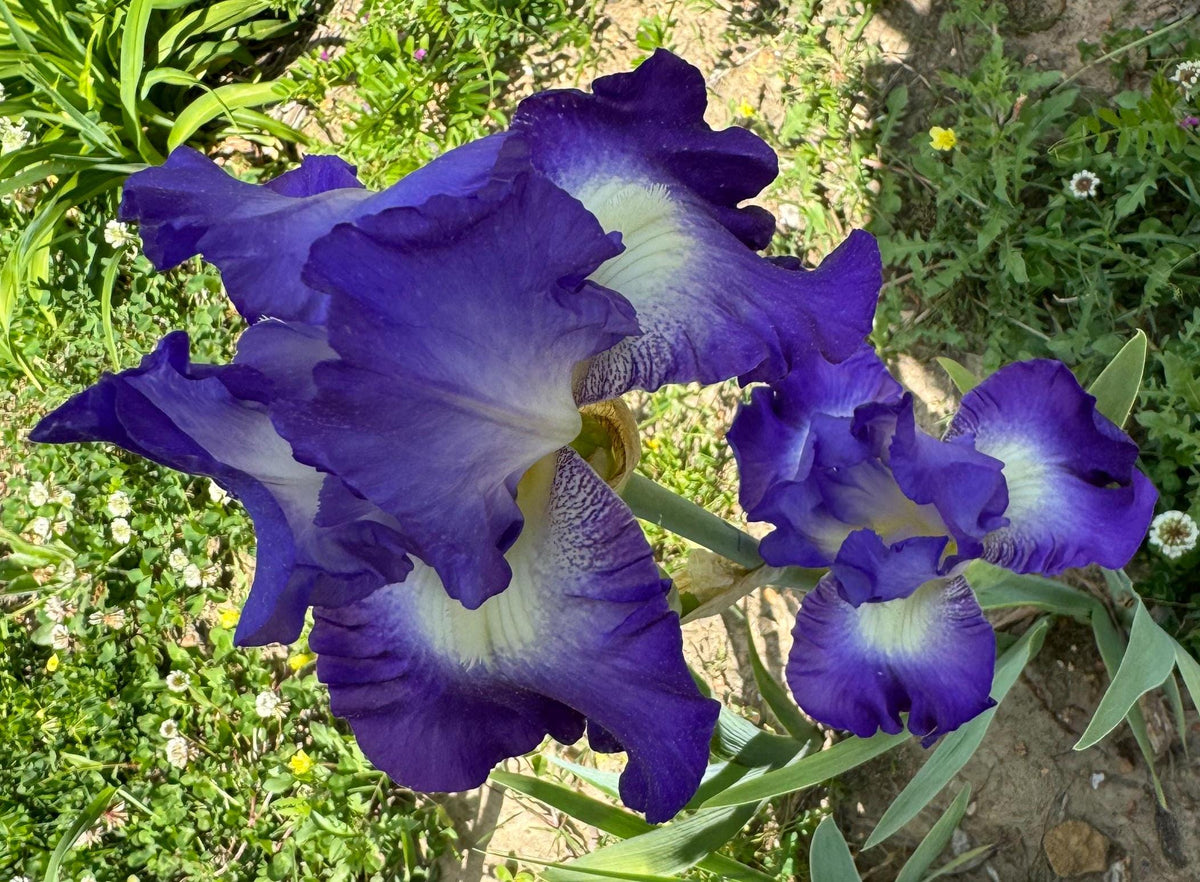 Bearded Iris Live Plant Fan