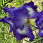 Bearded Iris Live Plant Fan