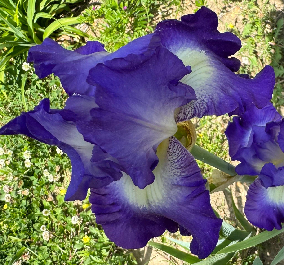 Bearded Iris Live Plant Fan