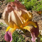 Historic Rameses Bearded Iris Live Plant Fan