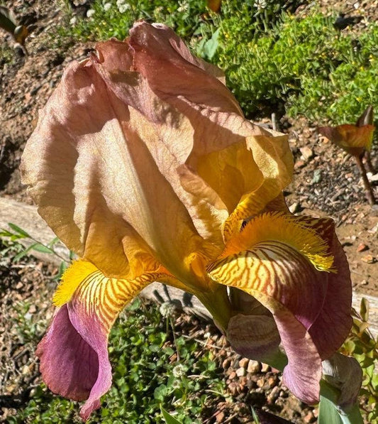 Historic Rameses Bearded Iris Live Plant Fan