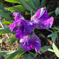 Dwarf Bearded Iris – Deep Purple & White Splash
