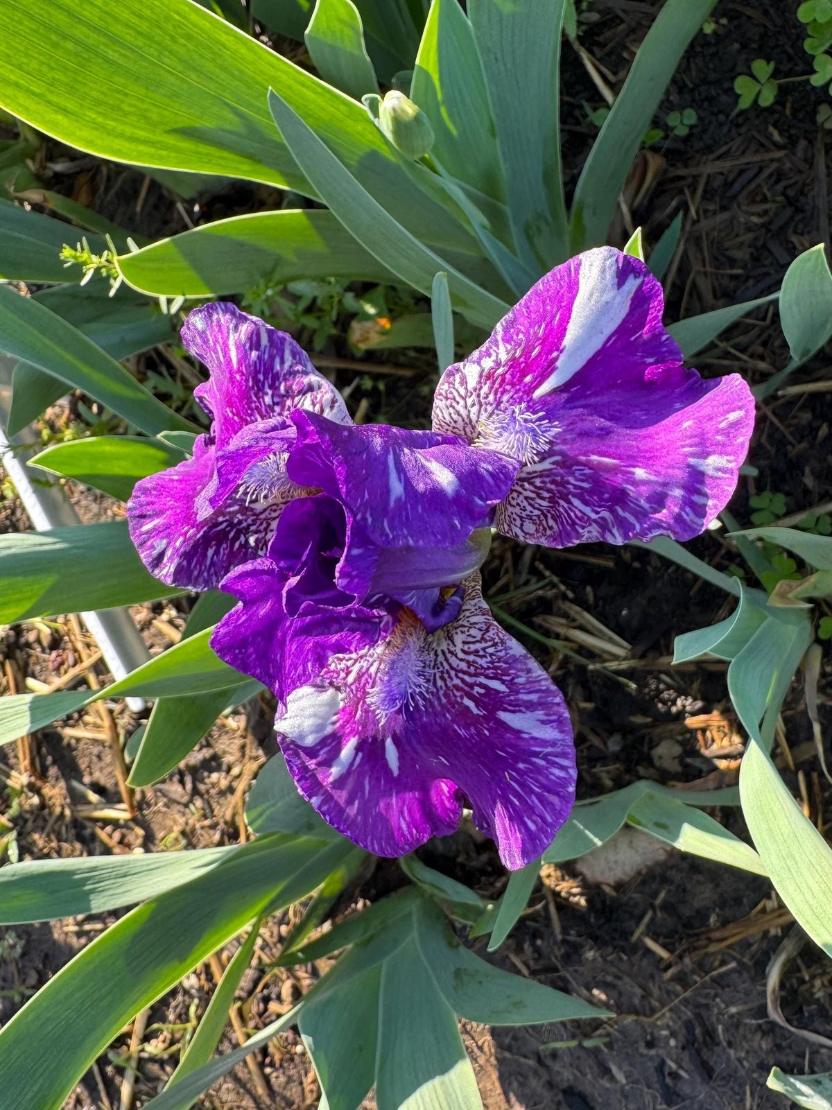 Dwarf Bearded Iris – Deep Purple & White Splash