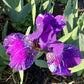 Dwarf Bearded Iris – Deep Purple & White Splash