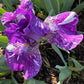 Dwarf Bearded Iris – Deep Purple & White Splash