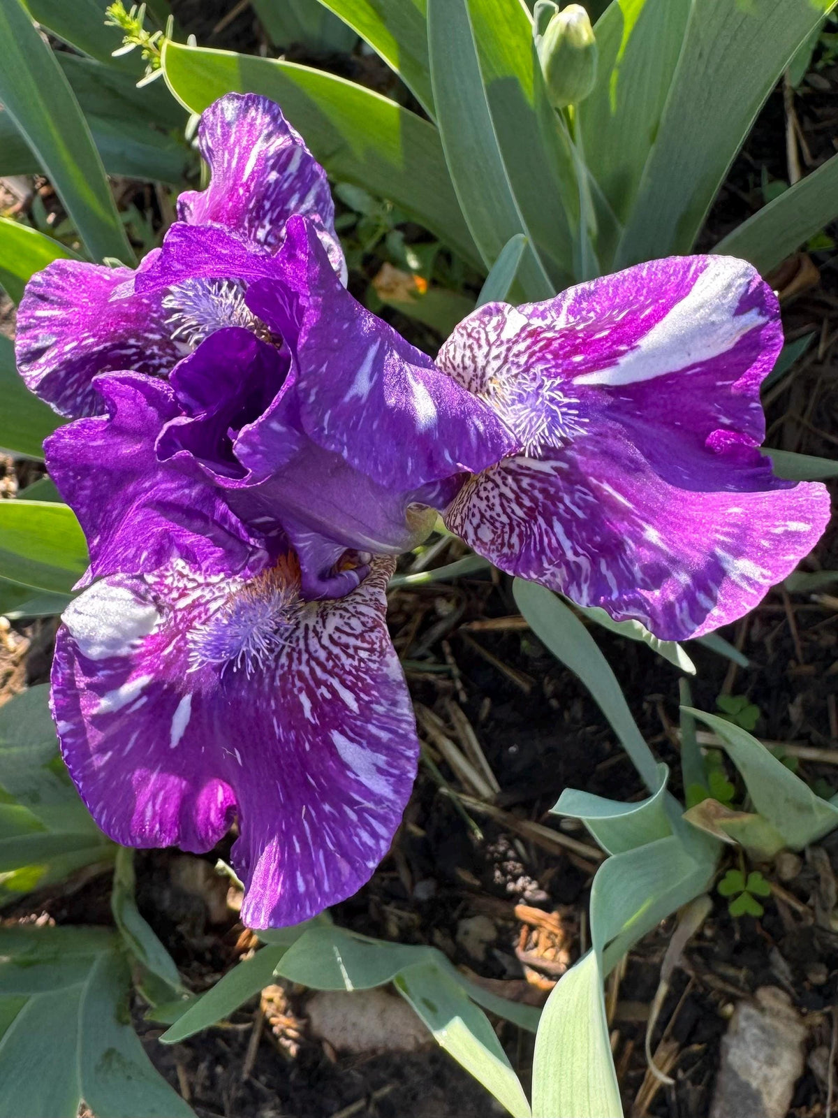 Dwarf Bearded Iris – Deep Purple & White Splash
