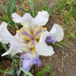 Bearded Iris Live Plant – 1 Fan