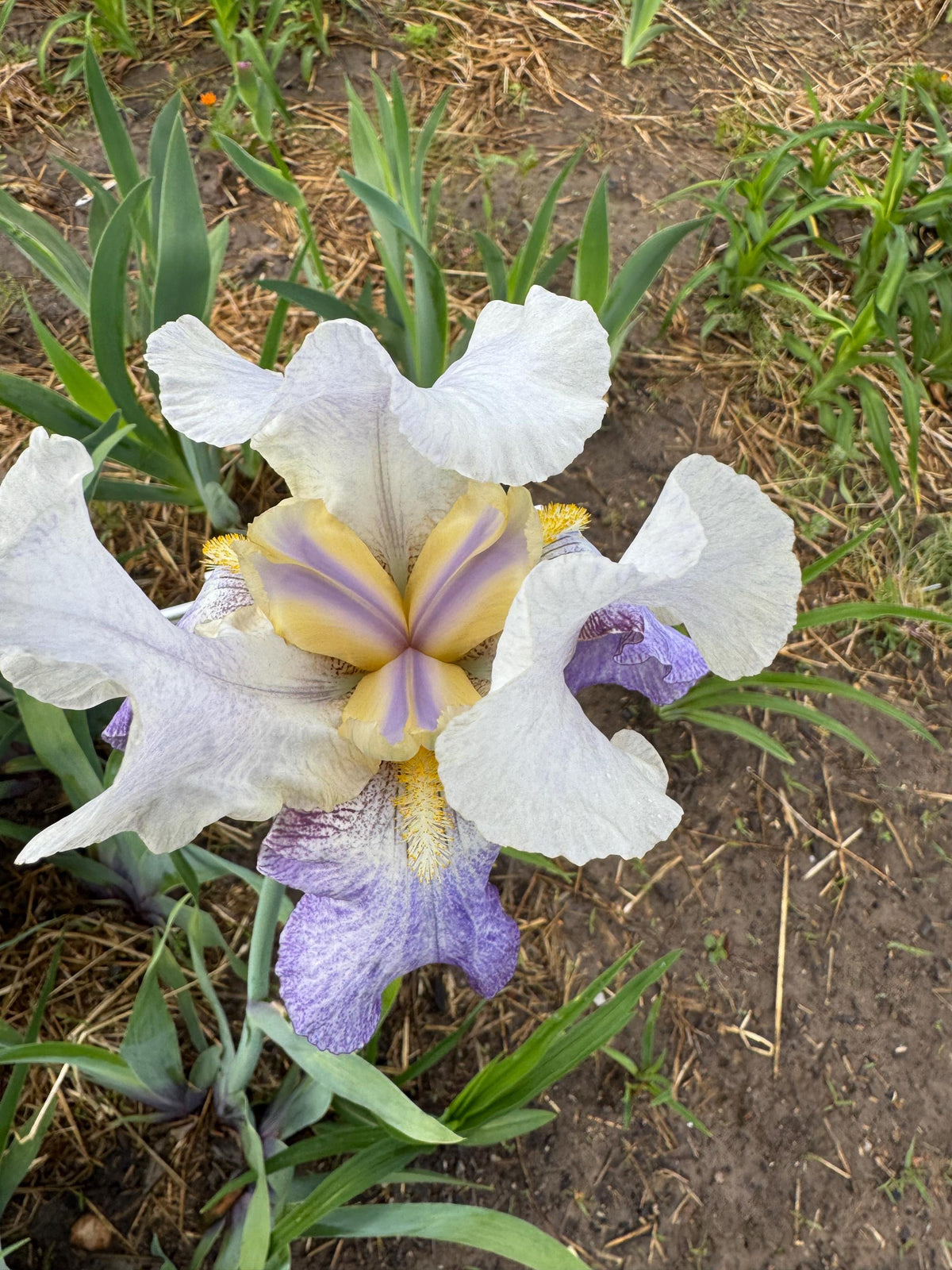 Bearded Iris Live Plant – 1 Fan