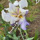 Bearded Iris Live Plant – 1 Fan