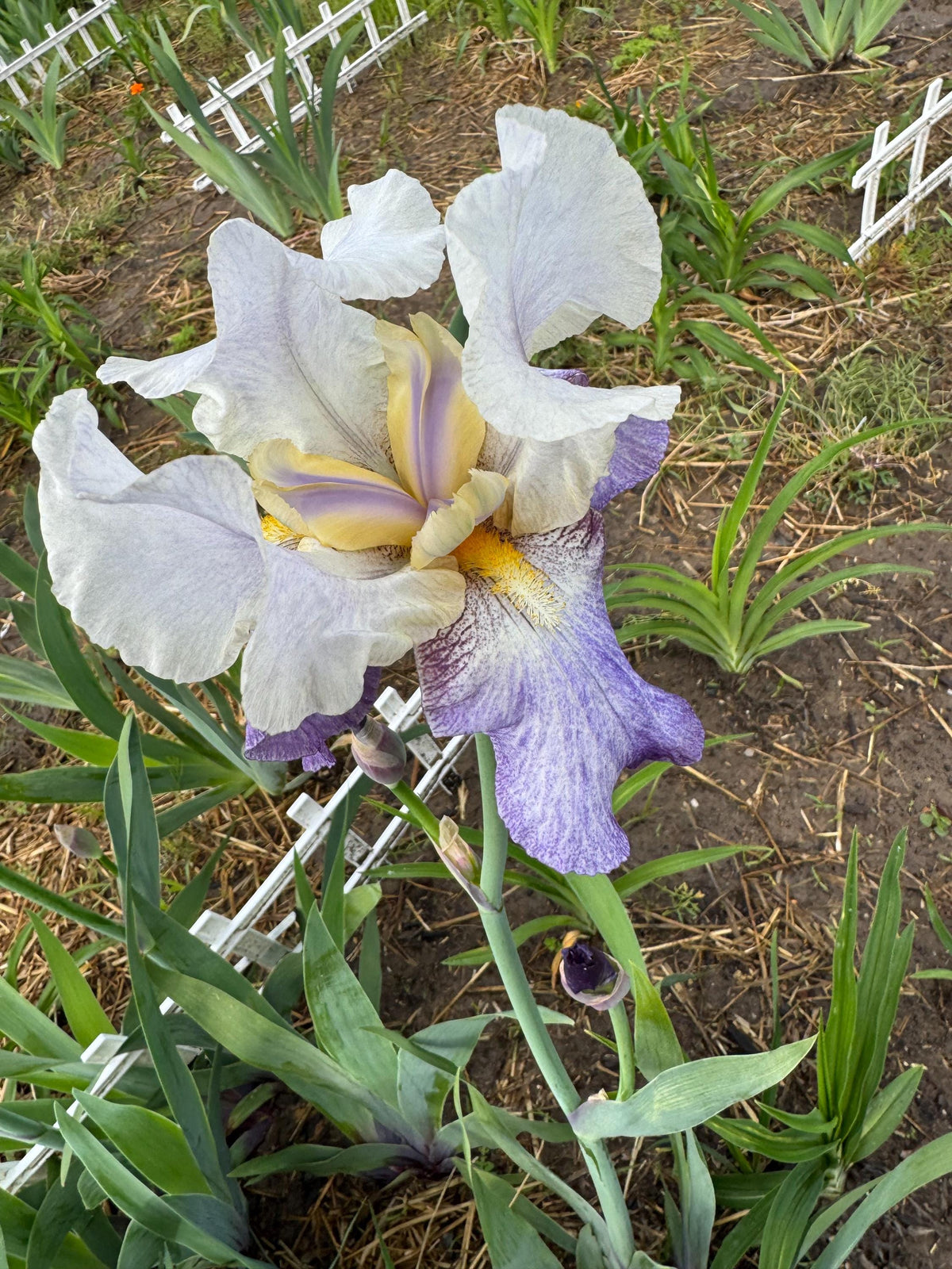 Bearded Iris Live Plant – 1 Fan
