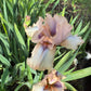 Iris Live Plant 1 Fan