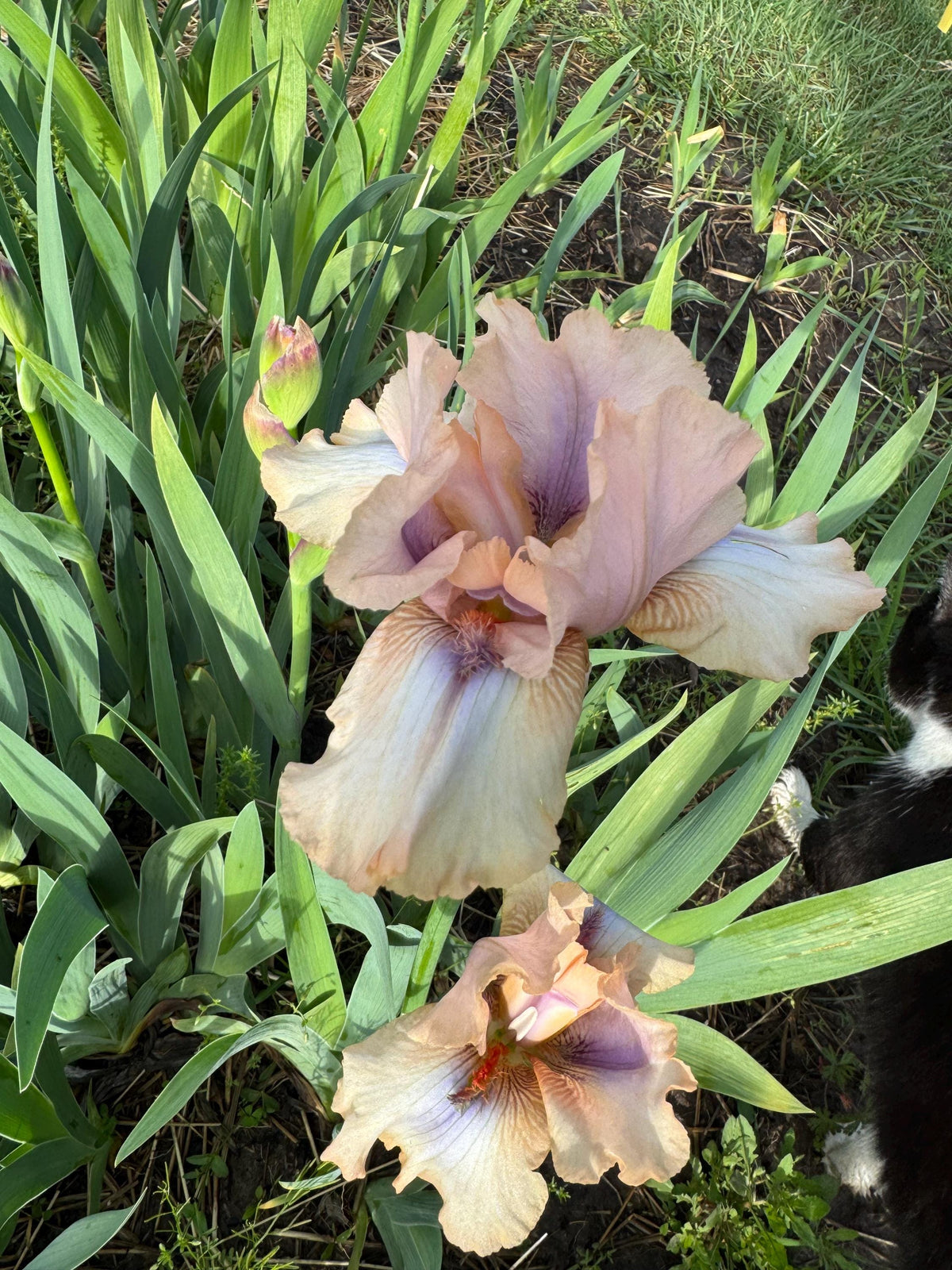 Iris Live Plant 1 Fan