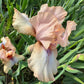 Iris Live Plant 1 Fan
