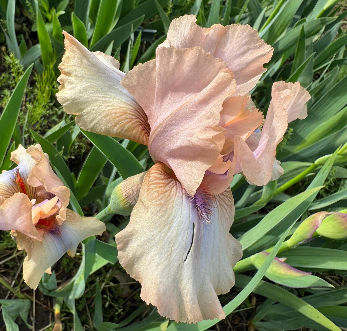 Iris Live Plant 1 Fan