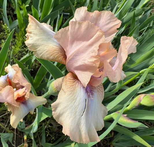Iris Live Plant 1 Fan