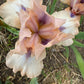 Iris Live Plant 1 Fan