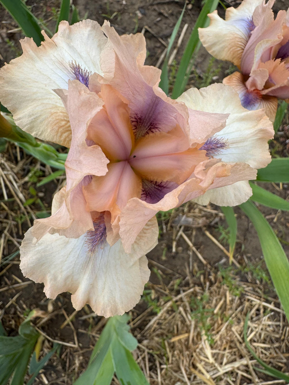 Iris Live Plant 1 Fan