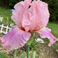 Blush Pink & Lavender Bearded Iris – 1 Live Fan