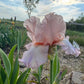 Blush Pink Ruffled Bearded Iris – 1 Live Fan