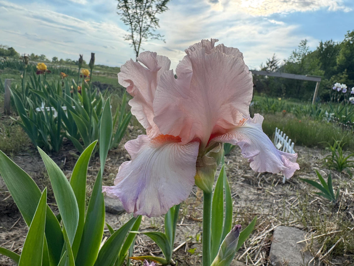 Blush Pink Ruffled Bearded Iris – 1 Live Fan