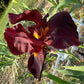Deep Burgundy Bearded Iris – 1 Live Fan