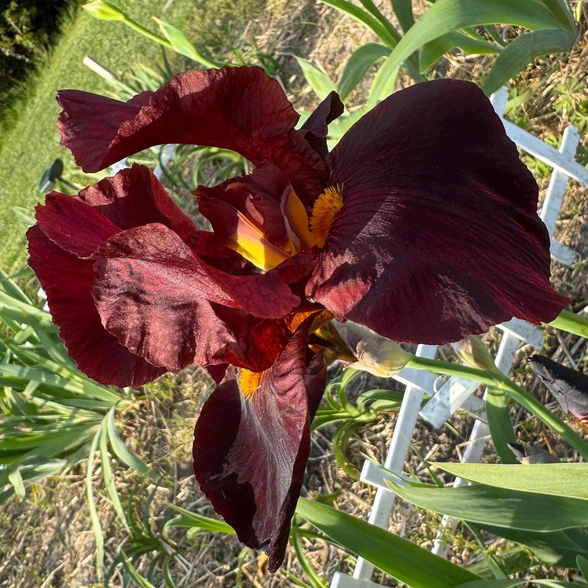Deep Burgundy Bearded Iris – 1 Live Fan