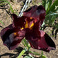 Deep Burgundy Bearded Iris – 1 Live Fan