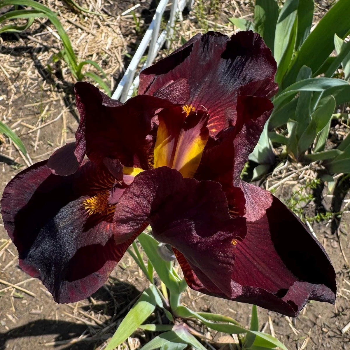 Deep Burgundy Bearded Iris – 1 Live Fan