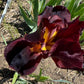 Deep Burgundy Bearded Iris – 1 Live Fan