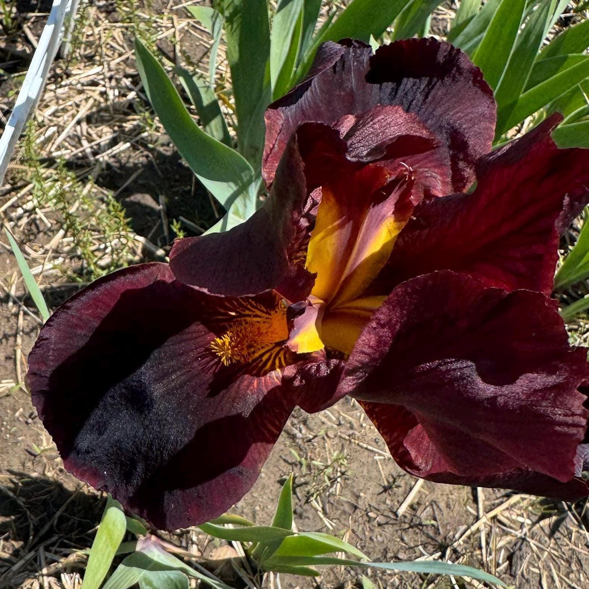 Deep Burgundy Bearded Iris – 1 Live Fan