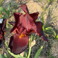 Deep Burgundy Bearded Iris – 1 Live Fan